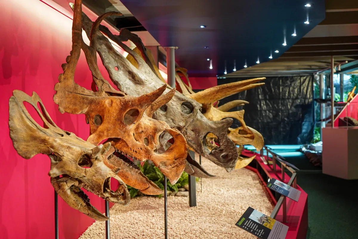 Man sieht mehrere Schädel von Ceratopsiern. 